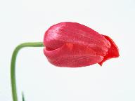 21 莫芷彤五上第三单元数字故事脚本2